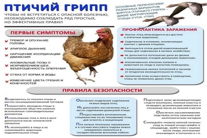 Внимание! Угроза занесения в Кировскую область гриппа птиц.